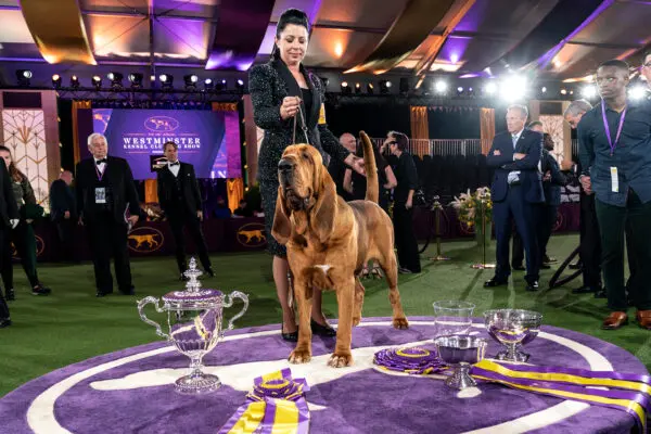 Best In Show Westminster Dog Show Experience