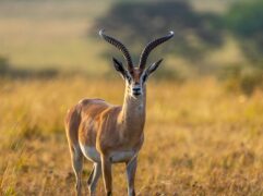 an antelope standing in a field of grass